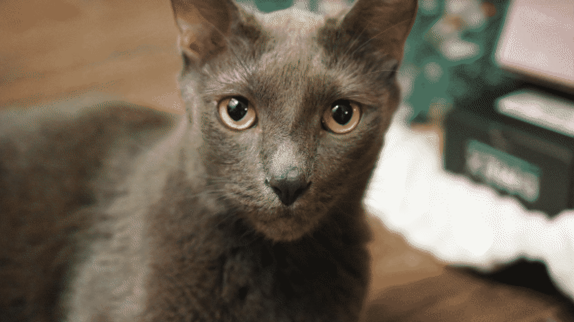 Benjamin, a grey cat, rendered as a DitherGlyph
